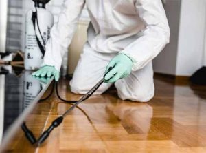 Pest Control Services in Coorparoo